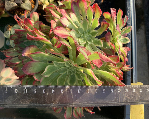 71d1339e417dcdab3db9923b42b49c