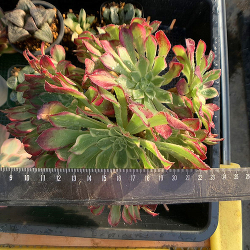 683.多肉植物 寄せ植え アエオニウム属 天合（群）特大 美苗 抜き苗