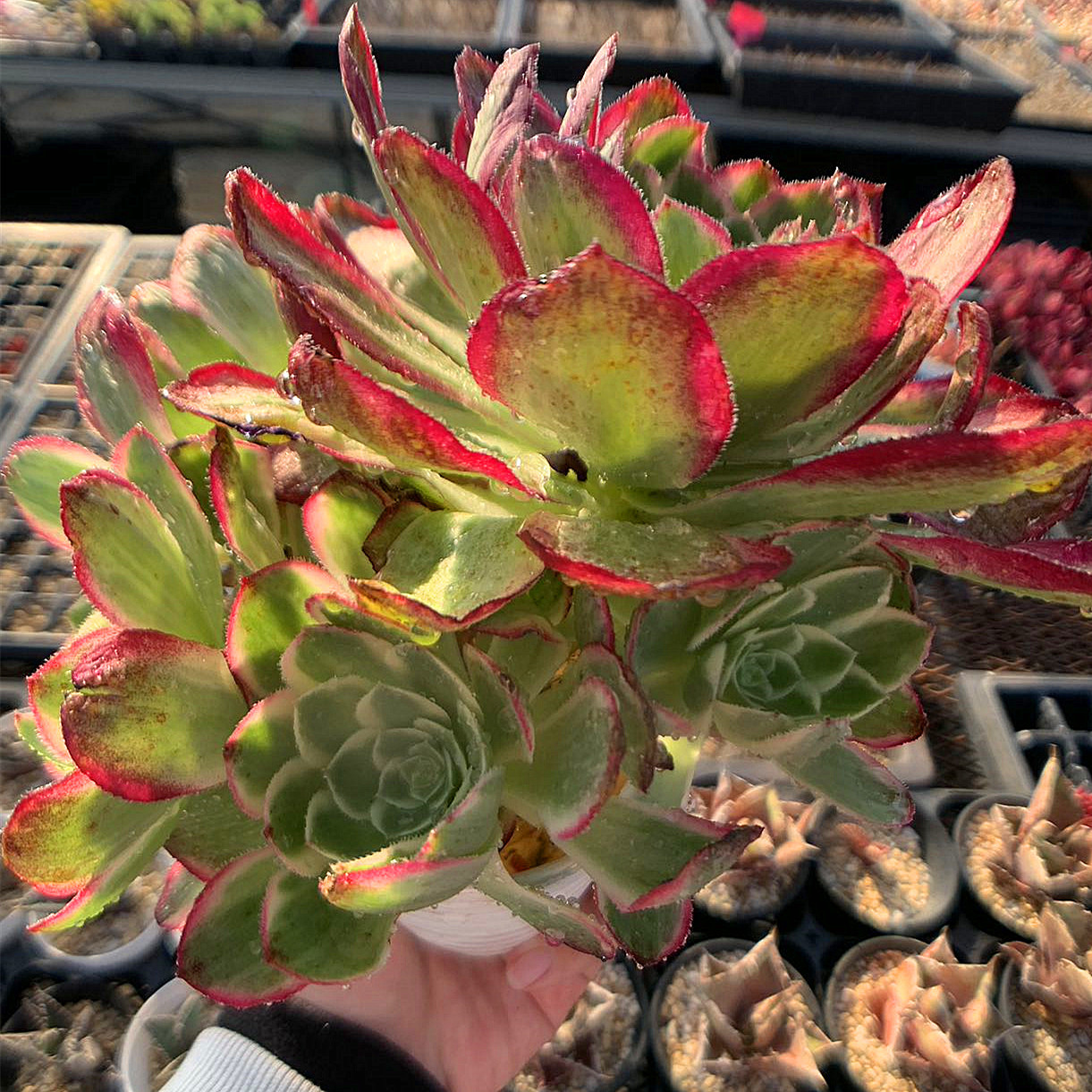 多肉植物アエオニウム錦❤️ マイバッハ❤ 状態図