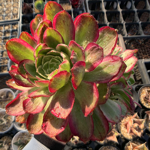 農園直売 多肉植物 寄せ植え アエオニウム属 海王（群）超美苗 観葉