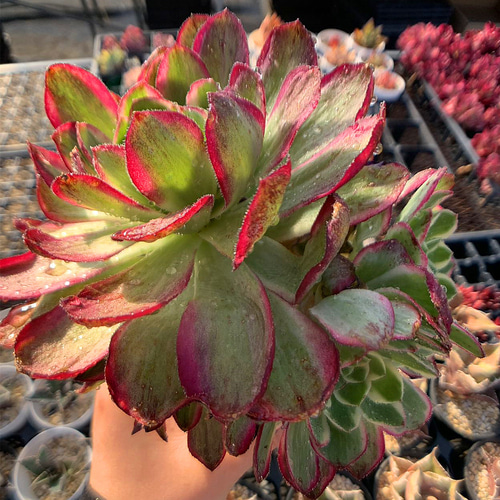 農園直売 多肉植物 寄せ植え アエオニウム属 海王（群）超美苗 観葉