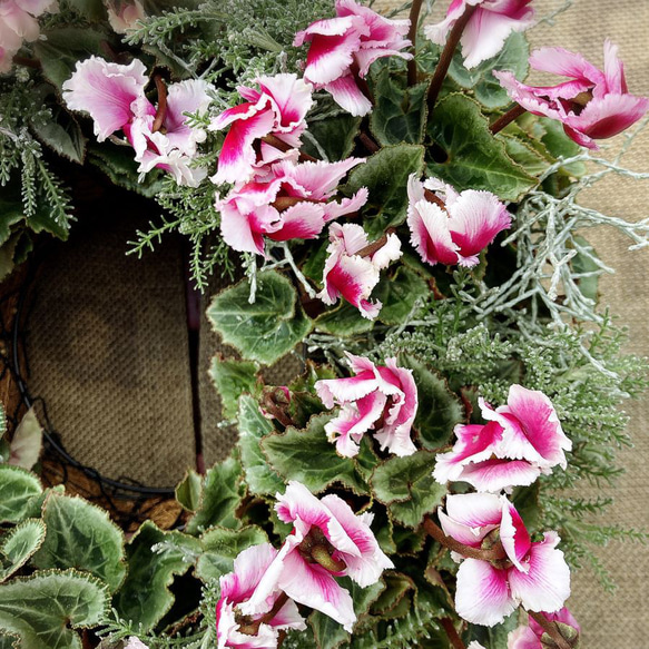 お値下げ】ガーデンシクラメン'アバニゴ'のリース サイズM その他