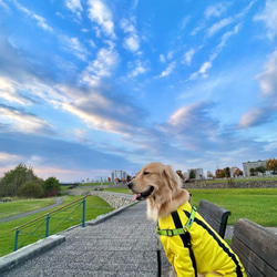 大型犬のロンパース（ブルースリー風） 1枚目の画像