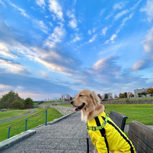 大型犬のロンパース（ブルースリー風） ペット服・アクセサリー mohi