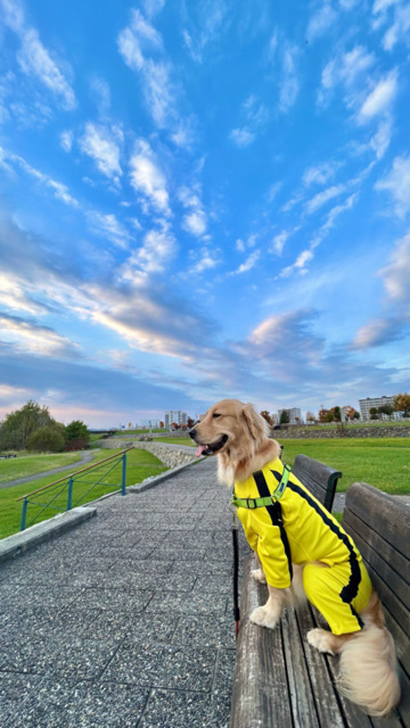 大型犬のロンパース（ブルースリー風） 1枚目の画像