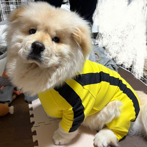 大型犬のロンパース（ブルースリー風） ペット服・アクセサリー mohi