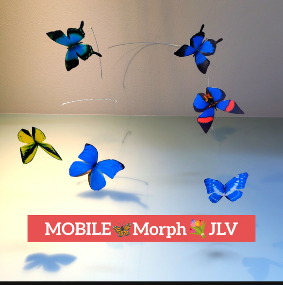 蝶　香港　図鑑　洋書　バタフライ　Butterflies Butterfly 蝶 香港 図鑑 洋書 バタフライ Butterflies Butterfly 蝶 香港