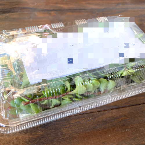 専用出品☆100苗セット　カット苗詰め合わせ　多肉植物　寄せ植えセット 多肉植物 カット苗 詰め合わせ セット かわいい♡ 多肉弁当 寄せ