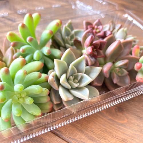 ✤03 多肉植物 アソート 約100g 約10個 詰め合わせ セット カット苗