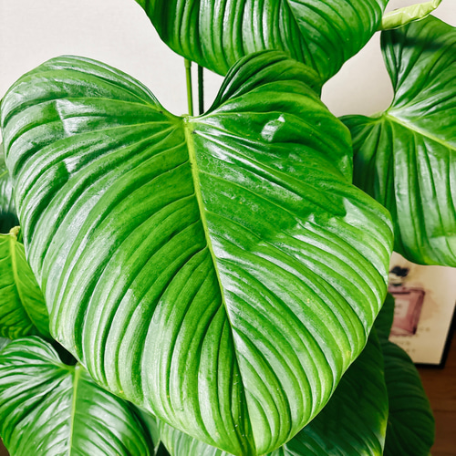 現品］※一点限り※ フィロデンドロンナンガリテンス 8号 観葉植物
