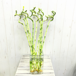 光触媒 人工観葉植物 ウォールグリーン フェイク フラワー バンブー竹