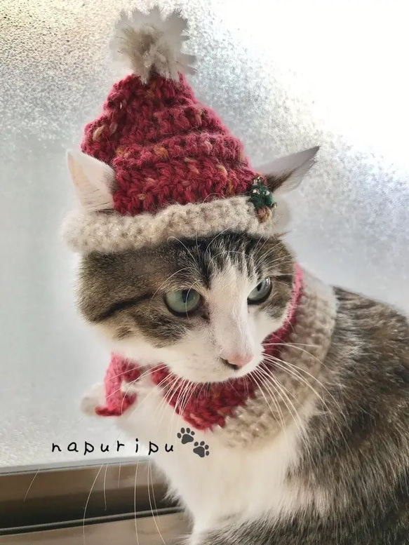 キラキラ猫ちゃんサンタ帽とケープセット（もみの木の刺繍付き） 1枚目の画像