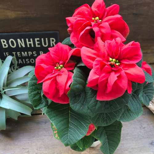 ウィンターローズ 2Fの増量 1点 ウィンターローズ♡八重咲き♡ポインセチア♡ガーデニング アート