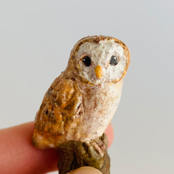 メンフクロウ（barn owl） 3枚目の画像