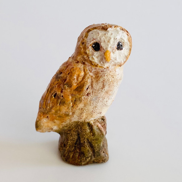 メンフクロウ（barn owl） 1枚目の画像