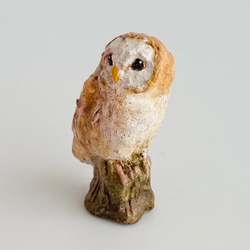 メンフクロウ（barn owl） 4枚目の画像