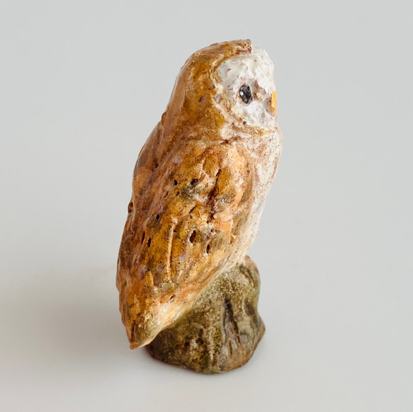 メンフクロウ（barn owl） 5枚目の画像