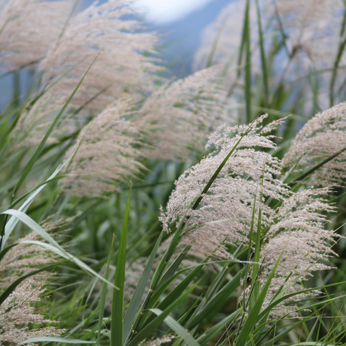 手染めの草木染毛糸（並太）No.778 すすき 毛糸 せっぱこっぱ 通販