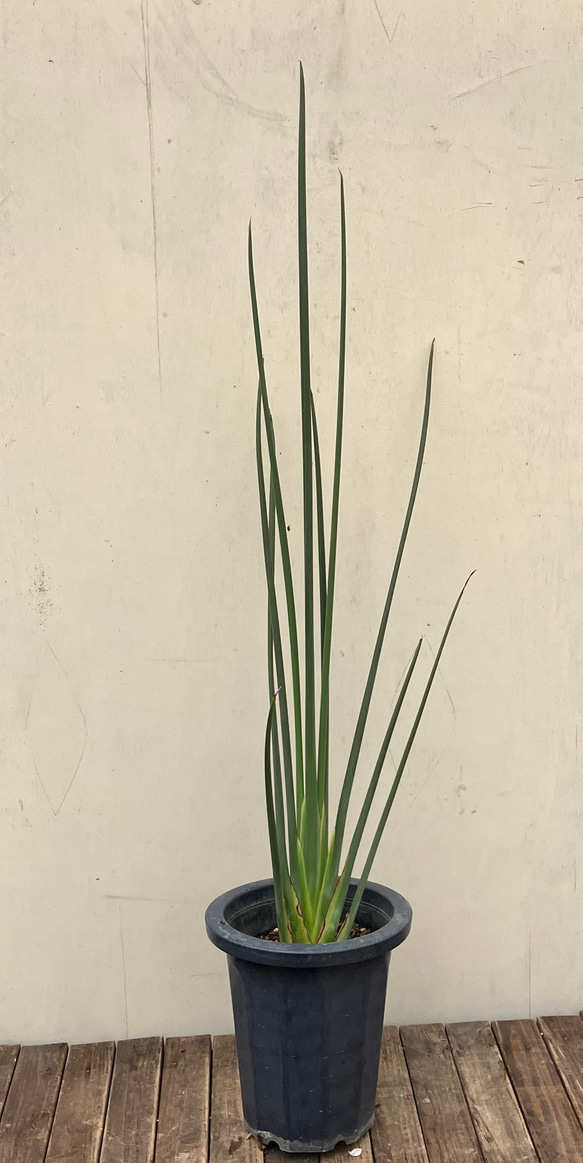 観葉植物 ストレリチア ノンリーフ」の人気商品一覧 | 安い商品を通販