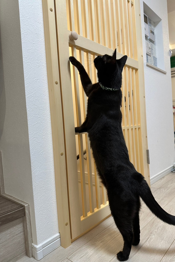 3連＞猫のパーテーション