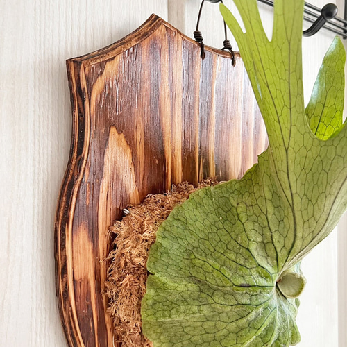 b*)様 ビカクシダ グランデ 板付 森の王冠！大人気の大型種 ビカクシダ グランデ 壁掛け 観葉植物