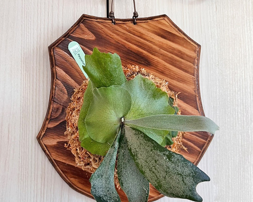 ビカクシダ ウィリンキー 板付 観葉植物 壁掛け コウモリラン wi10