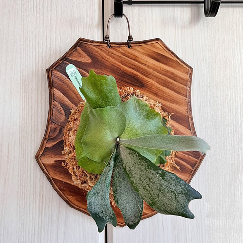 ビカクシダ ウィリンキー 板付 観葉植物 壁掛け コウモリラン wi10