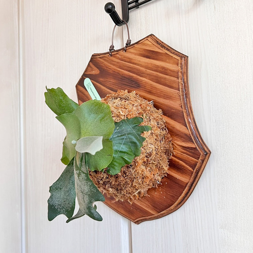 ビカクシダ ウィリンキー 板付 観葉植物 壁掛け コウモリラン wi10