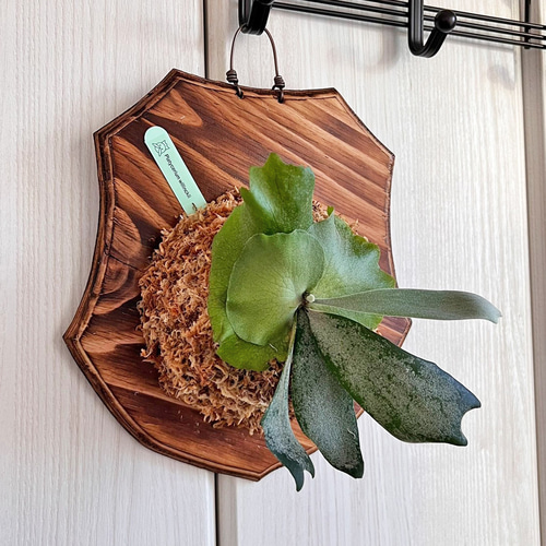 ビカクシダ ウィリンキー 板付 観葉植物 壁掛け コウモリラン wi10