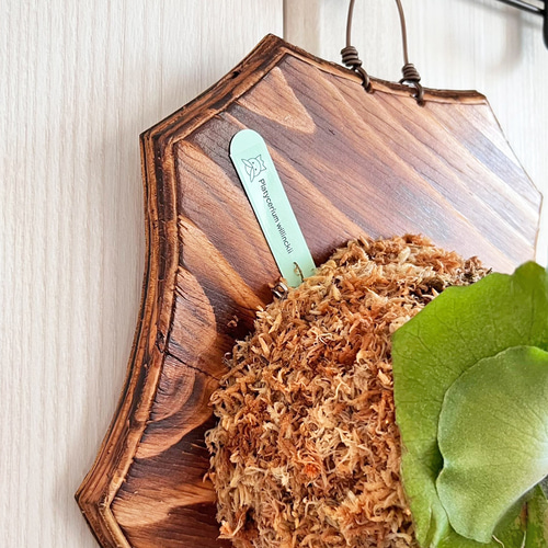 ビカクシダ ウィリンキー 板付 観葉植物 壁掛け コウモリラン wi10