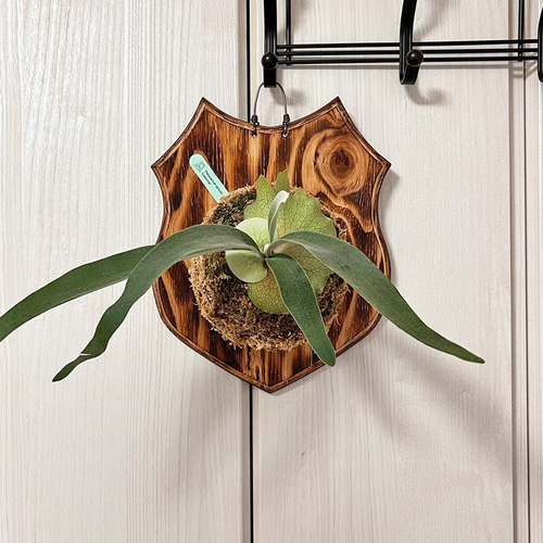 レモイネイ P. veitchii 'Lemoinei' 子株 株分け品 ベイチー
