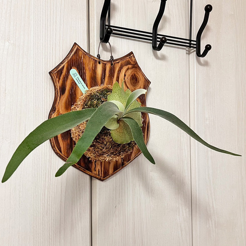 ビカクシダ レモイネイ 子株 板付 観葉植物 壁掛け コウモリラン