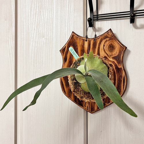 ビカクシダ ホルタミー 板付け根張り固定済みかっこいいコウモリラン約