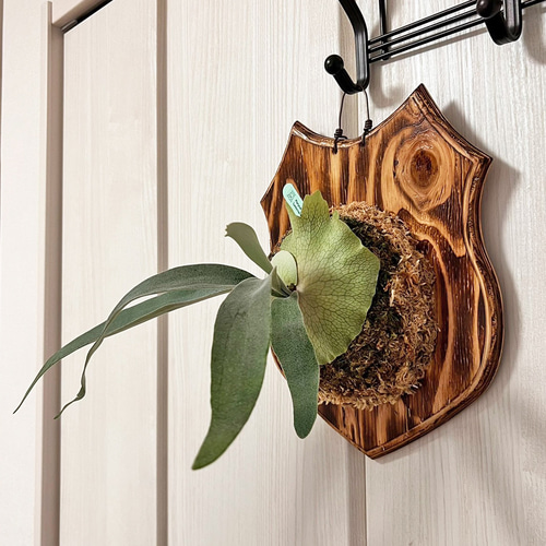 ビカクシダ レモイネイ 子株 板付 観葉植物 壁掛け コウモリラン