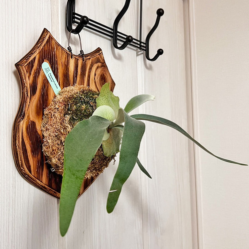 ビカクシダ レモイネイ 子株 板付 観葉植物 壁掛け コウモリラン