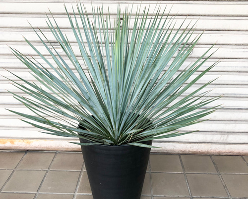 葉密度抜群 傷みなし ユッカ ロストラータ その他インテリア雑貨