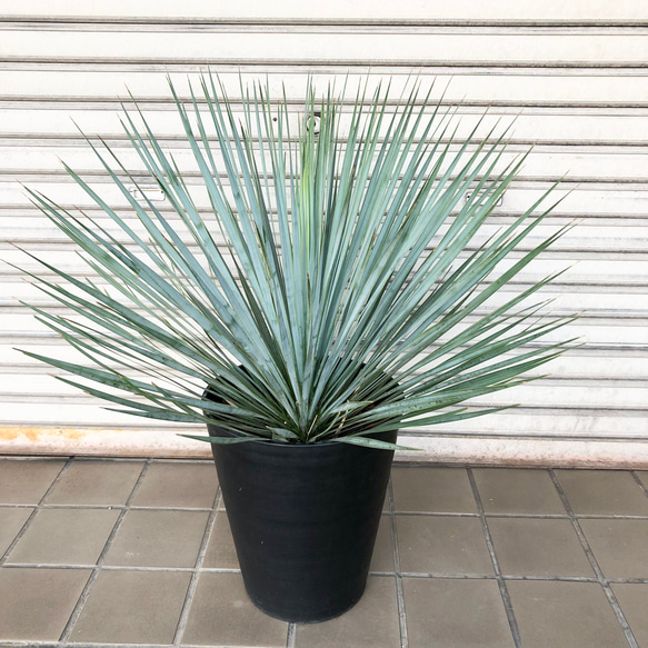 ユッカ ロストラータ 1本 お任せ便 高品質 | IKEZAWA GARDEN