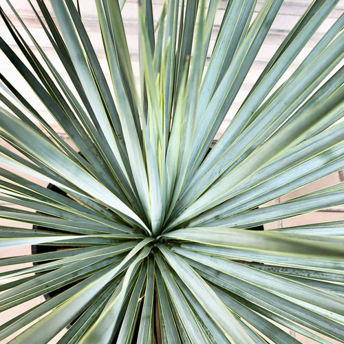 葉密度抜群 傷みなし ユッカ ロストラータ その他インテリア雑貨