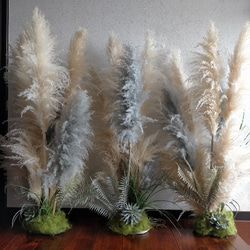 パンパスグラス ドライフラワー Ｎｏ．76 パンパスグラス ドライフラワー No．76