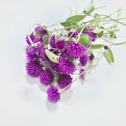 貝細工 ドライフラワー ヘリクリサム ドライフラワー FlowerLife 通販