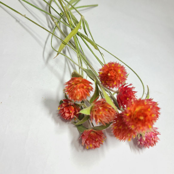 増量しました♪ 20本 千日紅 ストロベリーフィールド オレンジ