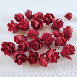 モリソニア ＊パープル/グリーン 大地農園 送料無料＆4点毎に1点おまけ