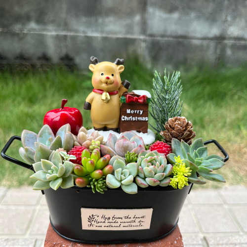 ☆送料無料☆♡そのまま飾れる♡クリスマス☆トナカイの多肉植物寄せ