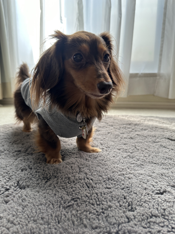 グレーネームパーカー（薄手タイプ）♡名入れ♡犬服 4枚目の画像