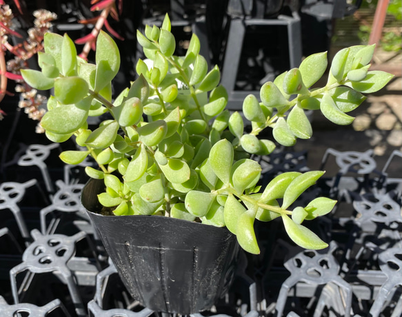 ペンデンス　大株　多肉植物 1枚目の画像