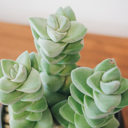 みどりのクッションが重なり合う「クラッスラ 紀の川」 デスクトップに