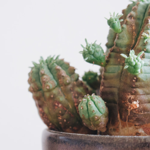 まさしく生長する骨董品「ユーフォルビア オベサ梵天」 デスクトップに