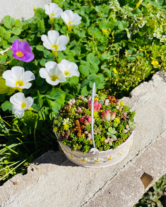 46）売り切れました♪フリル缶にちまちまよせ❤︎多肉植物寄せ植え❤︎そのまま飾れる❤︎ 3枚目の画像