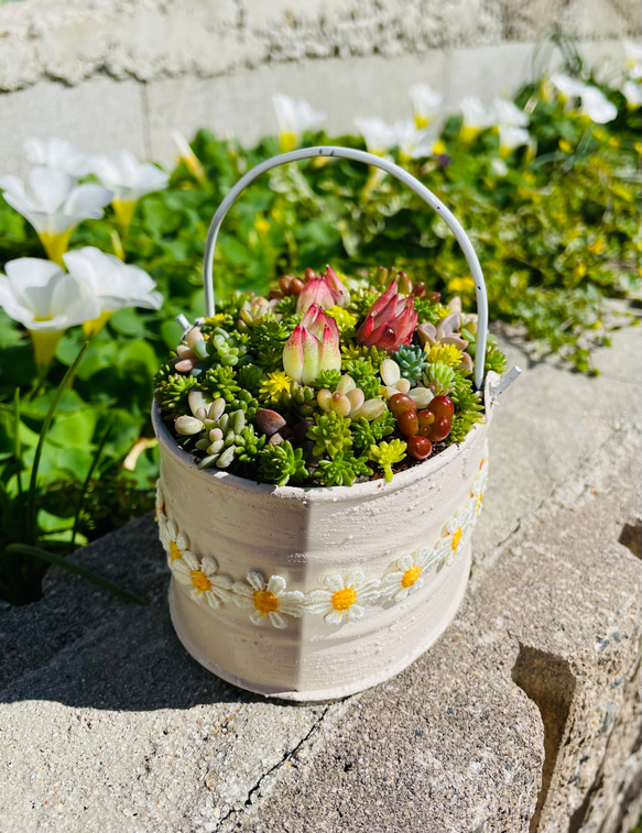 46）売り切れました♪フリル缶にちまちまよせ❤︎多肉植物寄せ植え❤︎そのまま飾れる❤︎ 7枚目の画像