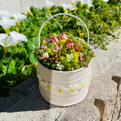 46）売り切れました♪フリル缶にちまちまよせ❤︎多肉植物寄せ植え❤︎そのまま飾れる❤︎ 8枚目の画像